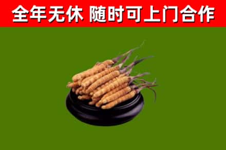 烟台回收冬虫夏草