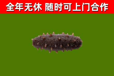 烟台回收海参干